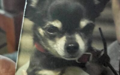 141-RIP Taco King of the Mexican Chiweinies