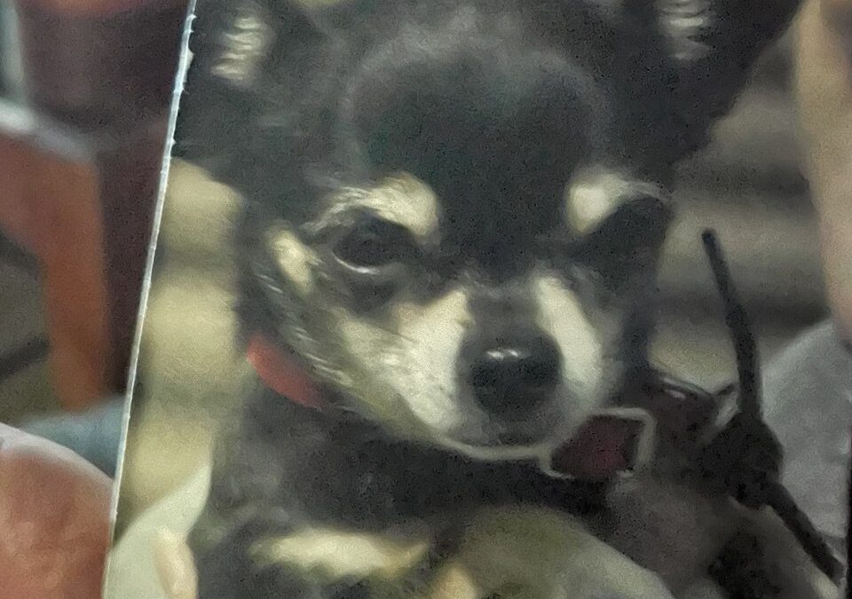 141-RIP Taco King of the Mexican Chiweinies